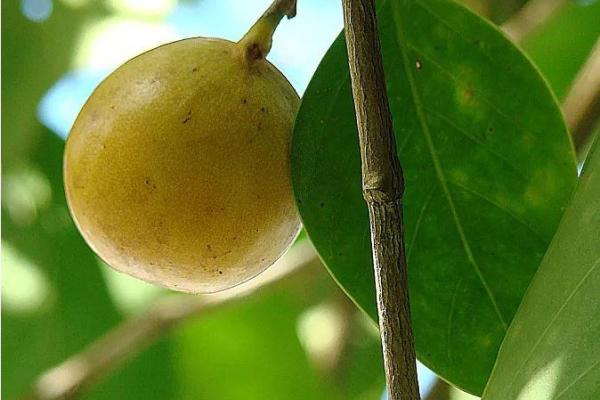 探索木命中的石榴命：丰盈与生命的象征之旅