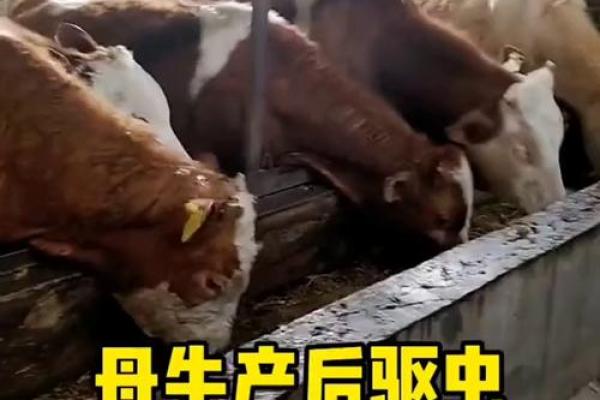 命中注定，养牛养羊的最佳人选揭秘！