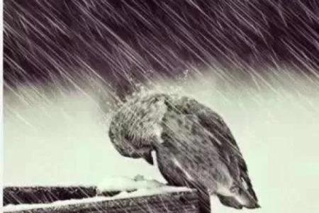 明天辛丑年出生的人命运解读：阳光与磨难并存的奇妙旅程