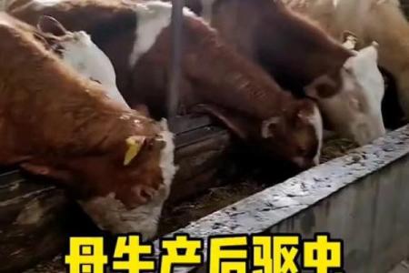 命中注定，养牛养羊的最佳人选揭秘！