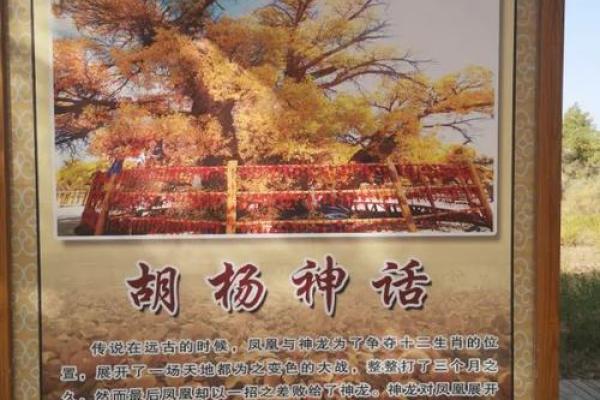 1988年生肖命运冲突与和谐之道的探索