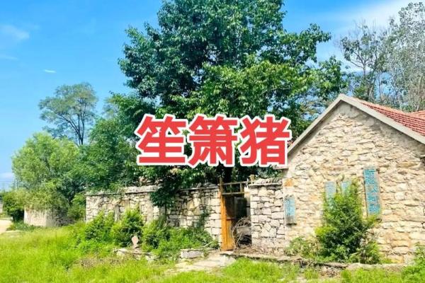 1983年出生的猪人命运与性格解析