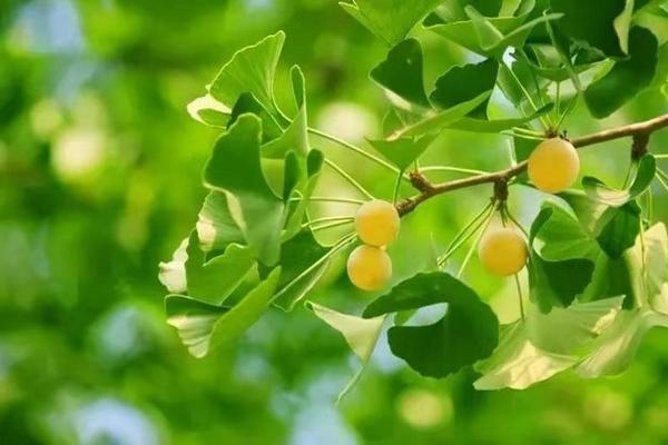 火土命适合的植物选择：提升生活品质的绿色伴侣