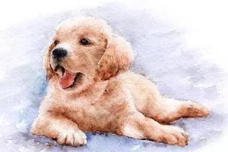 虚岁27属狗的命运解析：性格、运势与生活真谛