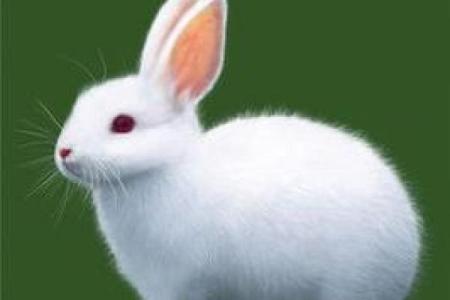 探寻命理的奥秘：揭秘87年兔子的命运与性格特点