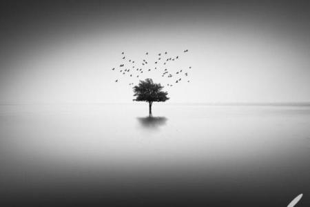 探秘平地木命：在宁静中生长的智慧与力量