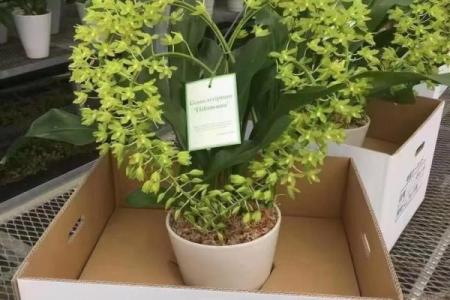 火土命适合的植物选择：提升生活品质的绿色伴侣