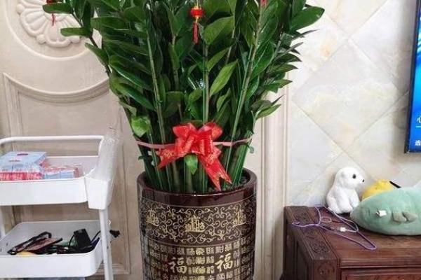 摇钱树命格：如何识别与培养你的财运之树