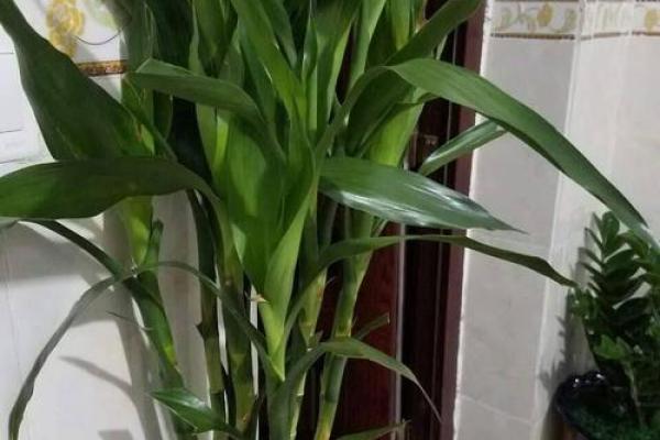 火命者如何平衡脾气与佩戴风水饰品的智慧