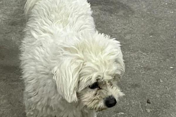 偷鸡摸狗：人生的选择与命运的交织