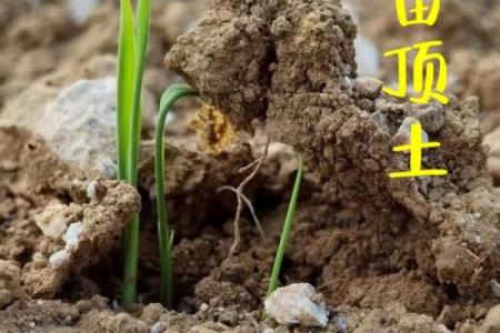 大林木命：如何在命理中寻找生命的力量与方向