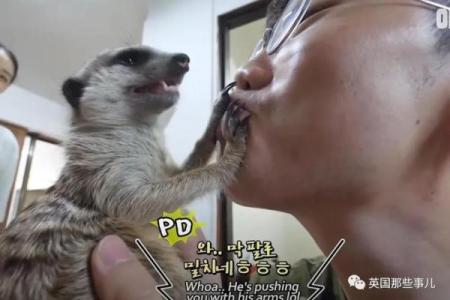 偷鸡摸狗：人生的选择与命运的交织