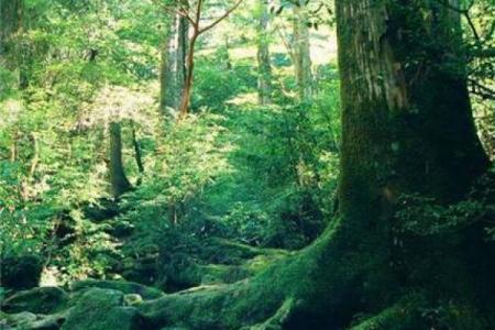 探索大林木命：适合养的植物与带来的好运