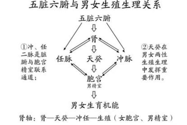 探秘命理：女命泄男命精气的深层意义与影响