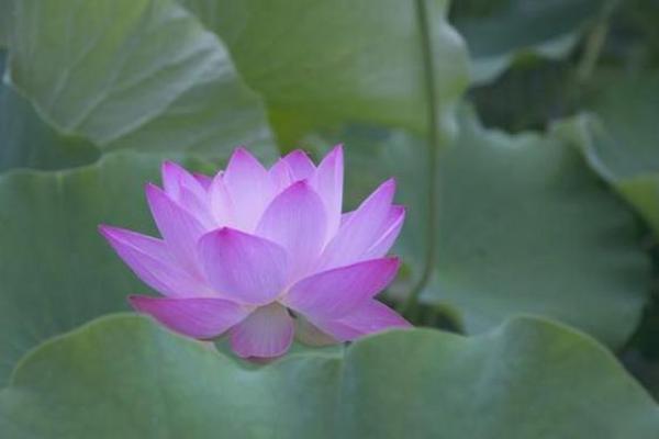 根据命理选择适合的花卉,轻松养活,带来好运! 根据命理选择适合的花卉,轻松养活,带来好运!