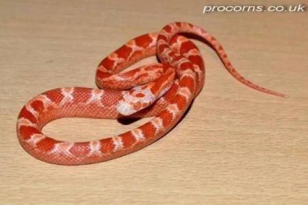 木命蛇的色彩风情：喜欢的颜色与生活的哲学