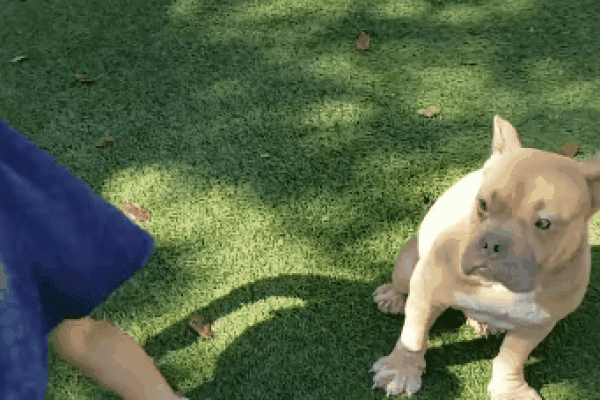 腿长身体短的命运：逆袭人生的可能性！