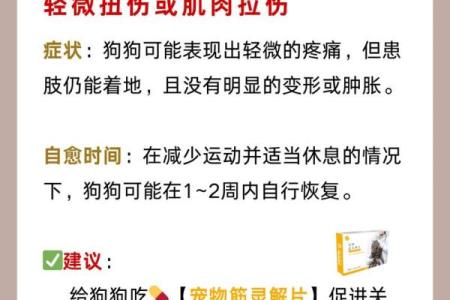 属狗命意外受伤：命理与运势的深度解析