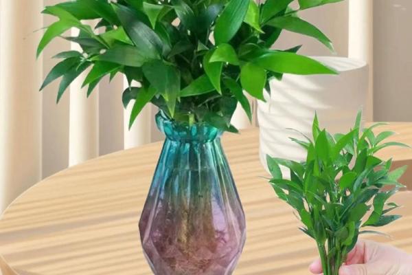 大林木命养殖植物的完美选择：让你的生活焕发绿色活力！