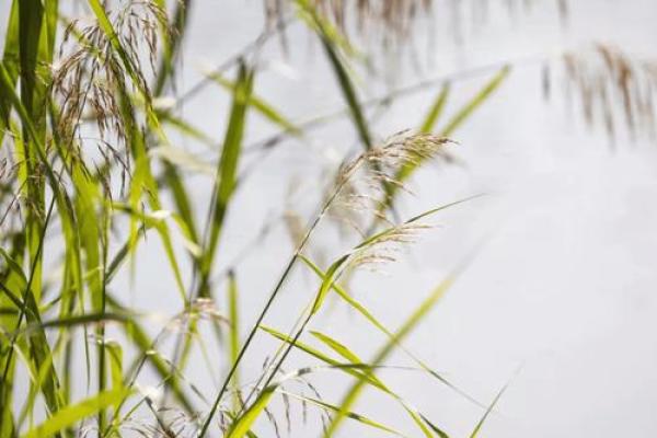 大海水命的完美搭配：探索水的灵魂与命理之美
