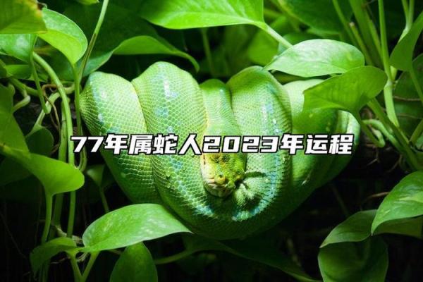 探秘1977年出生的命运与性格特征：2017年的启示