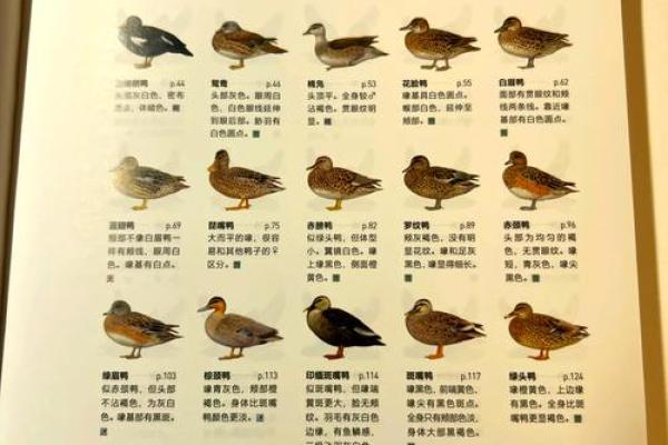 养鸭子的最佳命:从品种选择到饲养技巧全解析! 养鸭子的最佳命:从品种选择到饲养技巧全解析!