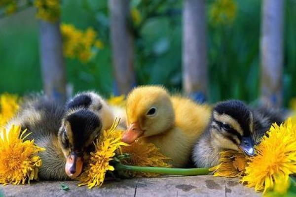 养鸭子的最佳命:从品种选择到饲养技巧全解析! 养鸭子的最佳命:从品种选择到饲养技巧全解析!