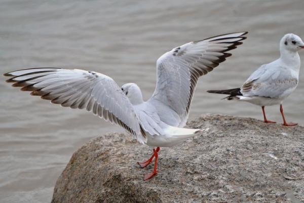 海鸥命的特征与独特魅力解析 海鸥命的特征与独特魅力解析