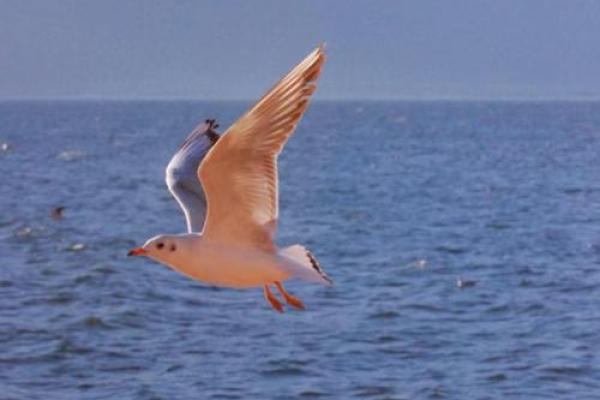 海鸥命的特征与独特魅力解析 海鸥命的特征与独特魅力解析