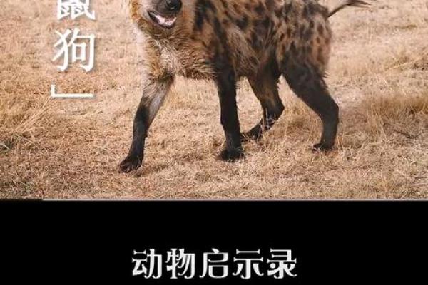 命如薄纸，透视生命中的动物智慧与启示