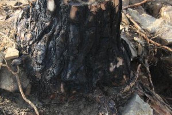 2009年属于什么木命？揭开木命的神秘面纱