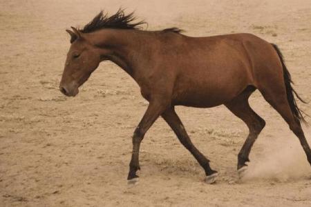 2004年马年生人的命运与性格解析：马人生活中的独特魅力与挑战