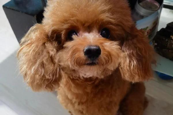 狗年出生孩子的命运解读：你的小狗狗命会怎样？