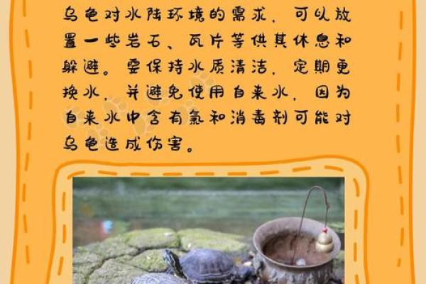 木命人适合养什么乌龟?揭开乌龟养殖的秘密! 木命人适合养什么乌龟?揭开乌龟养殖的秘密!