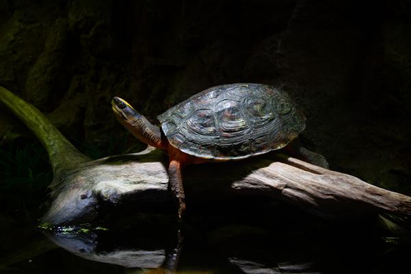 木命人适合养什么乌龟?揭开乌龟养殖的秘密! 木命人适合养什么乌龟?揭开乌龟养殖的秘密!
