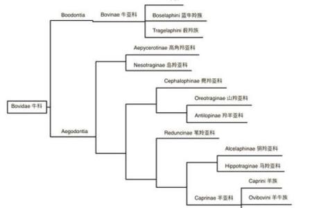 解密牛马命格：从性格到命运的动物解析