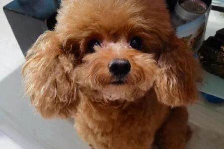 狗年出生孩子的命运解读：你的小狗狗命会怎样？