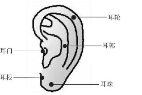 耳朵长毛的命理解析:暗示了什么样的命运特征? 耳朵长毛的命理解析:暗示了什么样的命运特征?
