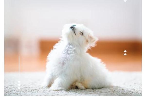 屋脊土命的人适合养什么宠物？五大好伴侣推荐！