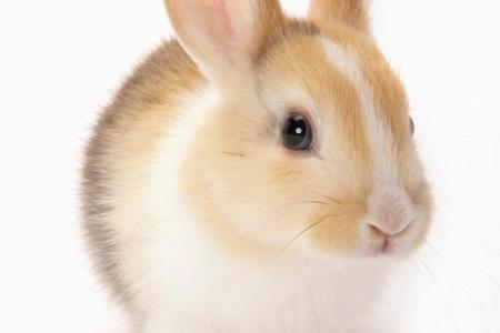 正月三十出生的兔子，命运如何？探索属兔人生的奥秘与魅力！