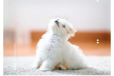 屋脊土命的人适合养什么宠物？五大好伴侣推荐！