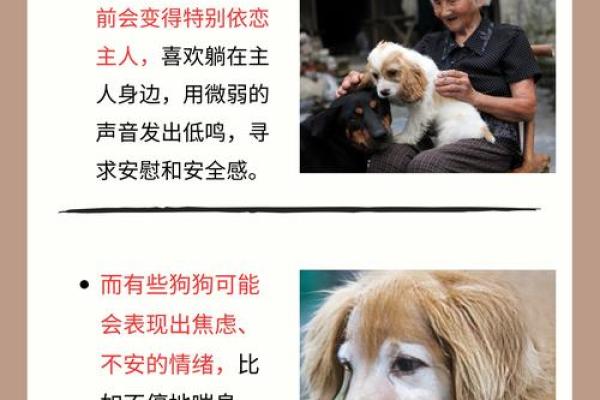 2018年属狗者命理分析：优势与不足，全面解析生命之路