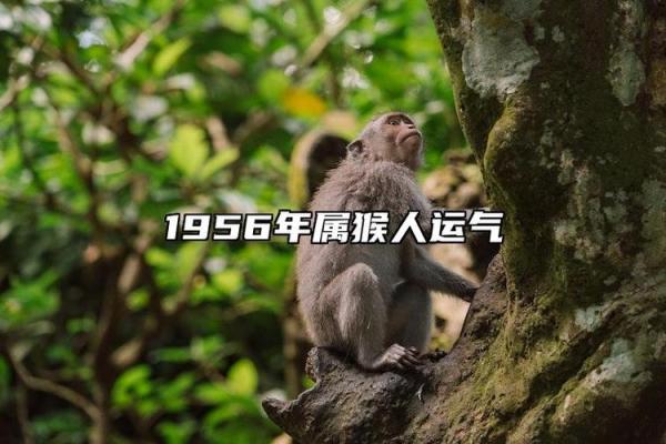 1016年出生的猴子命运揭秘：智慧与冒险的完美结合