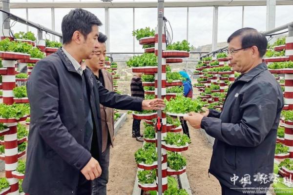 基于命理分析选择适合种植的作物，助力农业致富之路