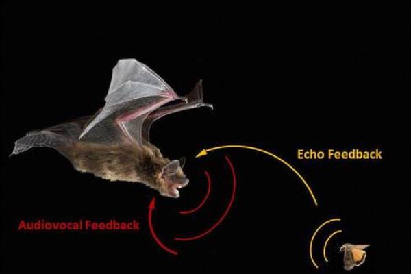 蝙蝠命:探索生命中的独特含义与启示 蝙蝠命:探索生命中的独特含义与启示