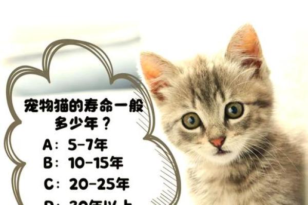 揭开猫的九条命之谜：每一条命的寓意与象征