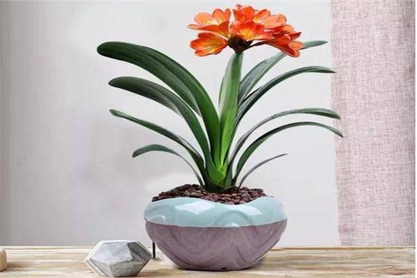 火命家庭适合放什么鲜花，让家居更加生动靓丽！