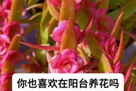 火命家庭适合放什么鲜花，让家居更加生动靓丽！