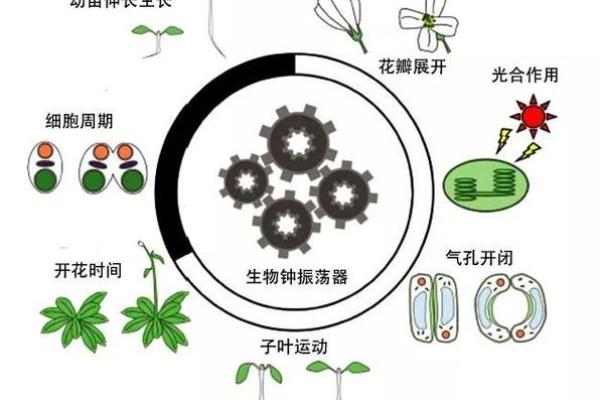 探索软金属的奥秘：它们在五行命理中的独特地位与影响