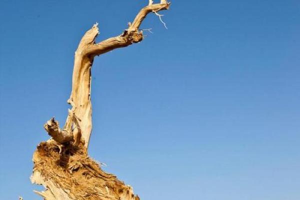 1964年正月十六：命运之交的神秘启示